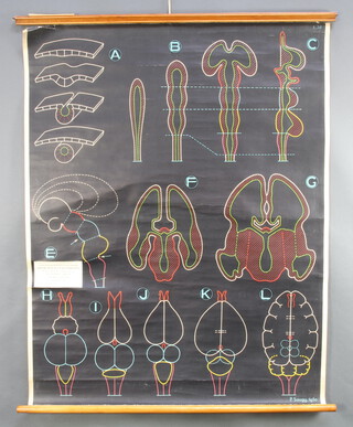 Three Adam Rouilly & Co of 18 Fitzroy Street London W1 medical charts - RF/S38 Evolution of The Encephalon, Human Osteology Anatomy etc, etc, 1 other and a chart of An Anciente Mappe of Fairyland 