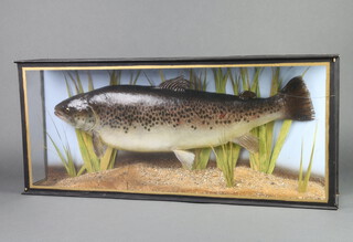 A large brown trout, approx 6-7lbs mounted in a wooden case 20cm h x 67cm w x 29cm  d  