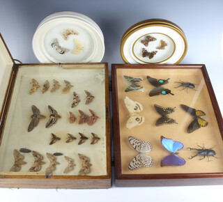 A rectangular oak box containing a collection of moths 10cm x 45cm x 33cm, a rectangular shallow display cabinet containing a collection of butterflies 5cm x 45cm x 33cm and 2 circular frames containing moths and butterflies 5cm x 25cm 