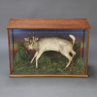 A 20th Century stuffed and mounted muntjac in a naturalistic setting, cased by Mendip Taxidermy 63cm h x 95cm w x 38cm d 
