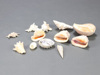 A cardboard box containing a collection of sea shells