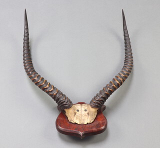 A pair of mounted antelope horns 60cm x 50cm, raised on an oak plaque