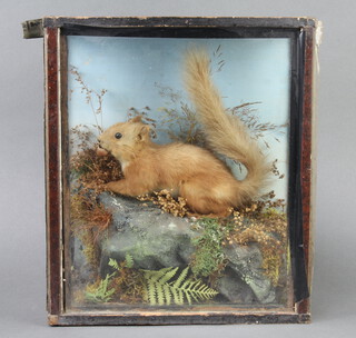 A Victorian stuffed and mounted red squirrel in natural surroundings, cased 36cm h x 30cm w x 13cm d 