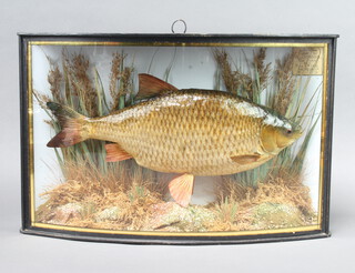 A stuffed and mounted Rudd contained in a bow front glass case marked Rudd, caught by G Rawlins River Ouse, Ely, July 30th 1948, weight 2lbs 11ozs 30cm h x 49cm w x 12cm d 