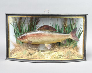 A stuffed and mounted Grayling contained in a bow front case and naturalistic setting, labelled Grayling taken by D S Watkins, River Avon, 16th January 1936 1lb 7ozs 27cm h x 47cm w x 12cm d 