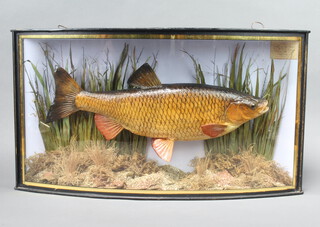 A plaster Chubb contained in a bow front case and labelled Chubb caught on the Avon by Mr S G Davies, October 18th 1939, weight 4lbs 3 ozs 34cm h x 61cm w x 14cm d 
