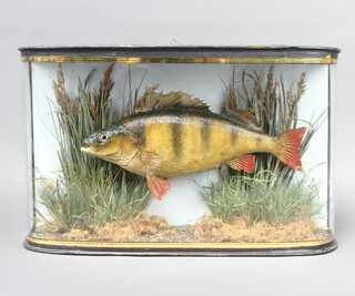 A stuffed and mounted Perch, contained in a bow front case 29cm h x 46cm w x 12cm d (unlabelled) 
