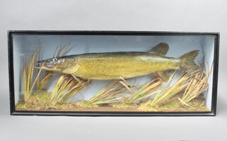A stuffed and mounted Pike contained in a rectangular straight fronted case, unlabelled 33cm h x 31cm w x 16cm d 