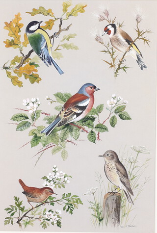 Paul Alexander Nicholas (1943), watercolour signed in pencil, garden birds - Great Tit, Goldfinch, Chaffinch, Wren and Spotted Fly Catcher 38cm x 25cm 