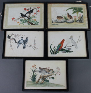 19th Century Chinese watercolours on rice paper, five studies of exotic birds 13cm x 19cm together with a 20th Century Chinese watercolour of a Street Scene, 21.5cm x 21.5cm
