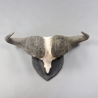 A pair of Bison horns mounted on an ebonised shield 53cm h x 100cm w  