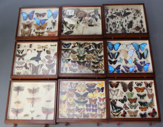 A collection of approximately 178 butterflies, moths and beetles contained in a Victorian pine 12 drawer collectors chest enclosed by an arched panelled door, raised on a platform base 100cm h x 54cm w x 51cm d 
