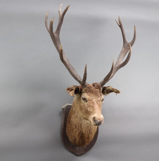 A 13 point stag's head mounted on an oak shield 47cm h x 35cm w 