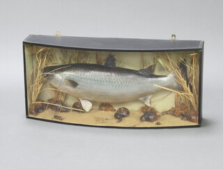 A cased model of a Lake White fish 37cm x 82cm x 21cm 
