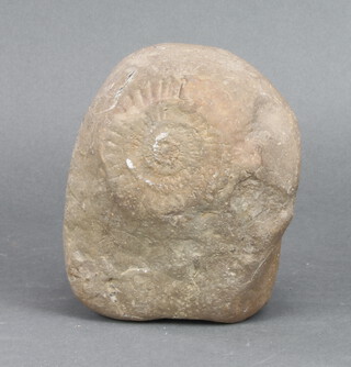 An ammonite fossil contained within a rock 8cm h x 19cm w x 18cm d 