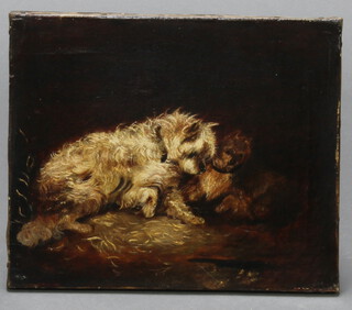 Arnfield, 19th Century oil on canvas, study of 2 terriers, unframed 25cm x 30cm 
