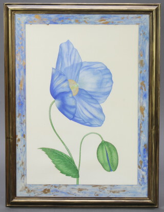 Nicola Wiehahn, 20th Century watercolour, botanical study, signed, 73cm by 50cm