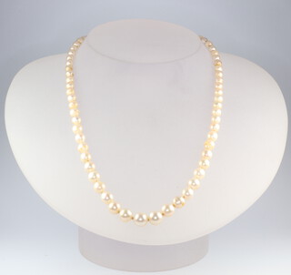A strand of graduated cultured pearls with a pearl clasp 40cm 