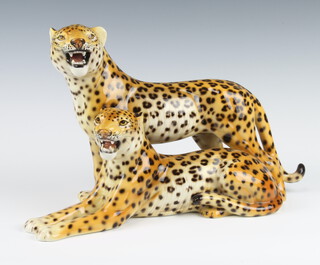 An Italian porcelain group of 2 leopards 25cm  
