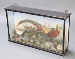 A stuffed and mounted cock pheasant together with a white blackbird contained in a rectangular naturalistic case 56cm h x 96cm x 20cm d 