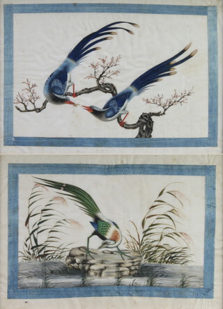 Two 19th Century Chinese watercolours on rice paper, studies of birds contained in limed oak frames 23cm x 33cm 