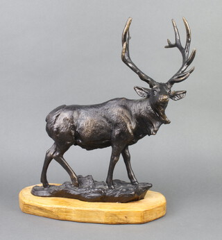 A bronze figure of a standing stag raised on an oval elm base 47cm x 38cm x 13cm d