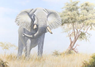 Peter Bruce '84 (born 1949), oil on board signed and dated, study of a Bull Elephant 68cm h x 97cm 