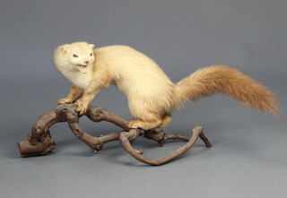 A stuffed pine marten, mounted on a branch 31cm x 28cm