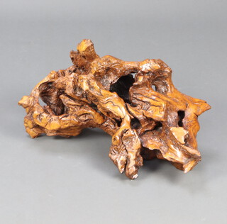 A varnished section of rootwood 30cm x 62cm w x 35cm d 