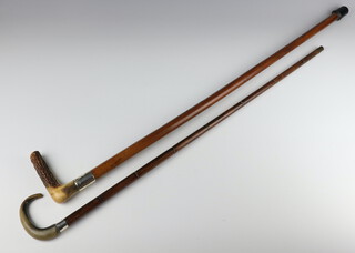 A Edwardian walking stick with silver collar and antler handle London 1905, a ditto with horn handle 
