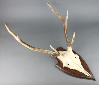 A 6 point deers antlers mounted on a mahogany shield plaque, the plaque 39cm x 31cm  