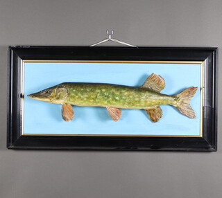 A 20th Century plaster model of a pike contained in an ebonised and gilt frame 42cm h x 85cm 
