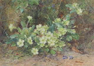 John Jessop Hardwick, (1832-1917) watercolour signed and dated 1909, study of primroses 24cm x 34cm 