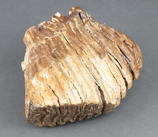 A large Mammoth's tooth 16cm x 18cm x 6cm 