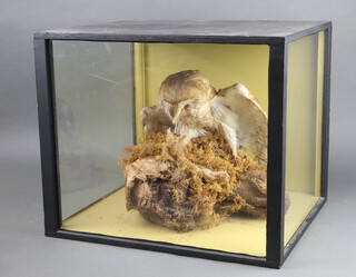 Taxidermy, a stuffed and mounted barn owl mantling a "weasel" contained in naturalistic case  40cm x 48cm x 43cm 