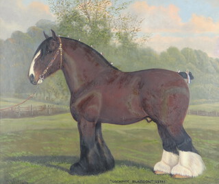 William Albert Clark (1880-1963) oil on canvas, study of a standing shire horse "Lockinge Blagdon" (22542) 50cm x 60cm, signed and dated 1908 