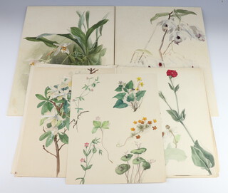 A folio of 26 19th Century botanical watercolour studies ( 3 on board, 23 on paper ). No artist signature is present but several are signed and dated 1897-1900 with species name and location in California/Nevada in pencil. 3 examples are painted on both sides of the paper.   