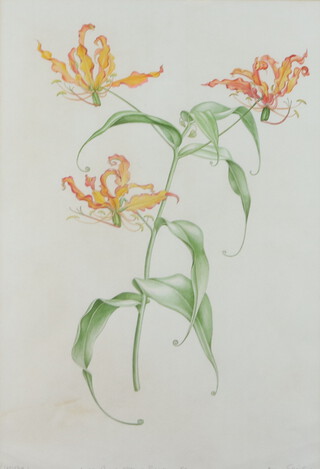 Mary Grierson (20th/21st Century) Botanic study, watercolour, Gloriosa. Cult. Royal Botanic Gardens. Kew. signed and inscribed in pencil, 51cm x 35cm