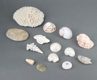 A quantity of seashells 