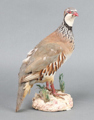 A stuffed and mounted partridge 26cm x 18cm x 10cm 