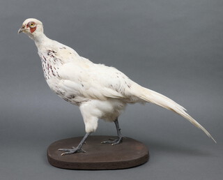 A stuffed and mounted albino pheasant on an oval base 35cm h x 29cm w 
