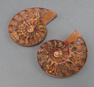 A split and polished ammonite 11cm 