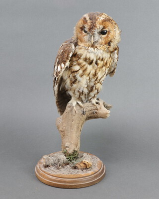 A stuffed and mounted tawny owl on a circular oak base 40cm h x 16cm diam. 