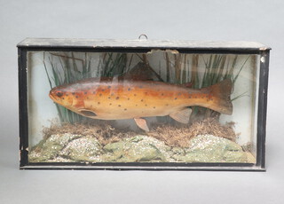 A plaster model of a trout contained in a rectangular naturalistic case 25cm x 49cm x 10cm 