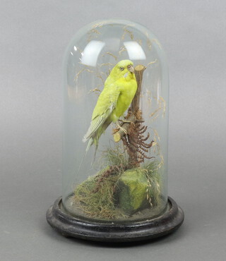 A Victorian stuffed and mounted yellow canary contained under a glass dome 27cm h x 16cm d 