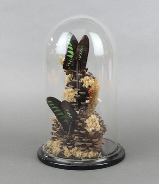 Two butterflies contained under a glass dome with an arrangement of pine cones 29cm h x 18cm diam. 