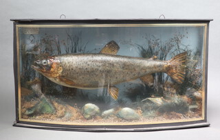 A stuffed and mounted pike arranged in a naturalistic unmarked bow front glass case 37cm h x 70cm w x 16cm d 