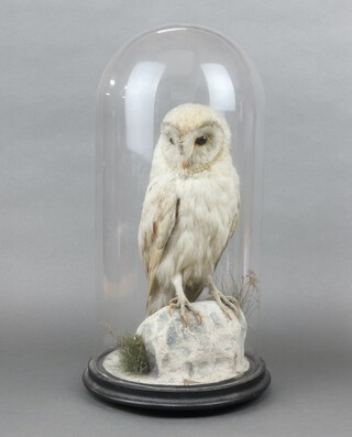 A stuffed and mounted owl contained under a glass dome, raised on a circular base 50cm h x 25cm diam. 