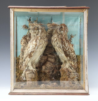 A pair of Victorian stuffed and mounted owls contained in a rectangular glass case 51cm h x 47cm w x 23cm d 
