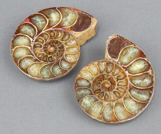 A polished and split ammonite 7cm 